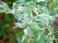 کپک پودری - Powdery mildew