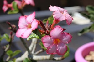 نگهداری گل رز صحرایی - آدنیوم - Adenium Obesum