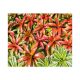 رژ گونه زدن بروملیاد - Blushing Bromeliad
