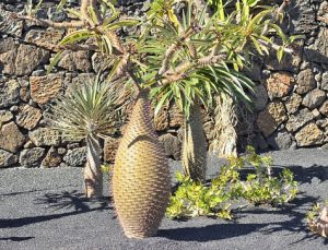 نگهداری نخل ماداگاسکار - Pachypodium Lamerei
