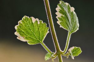 نگهداری گل پلکترانتوس - Plectranthus