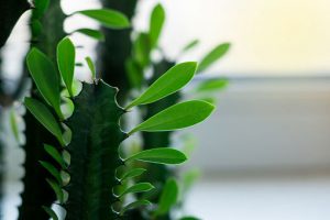 نگهداری افوربیا تریگونا - Euphorbia trigona
