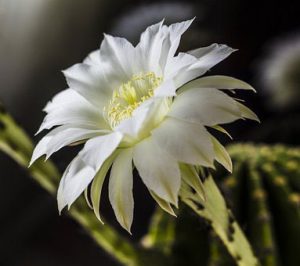 شرایط نگهداری اچینو پسیس - Echinopsis Thelegona