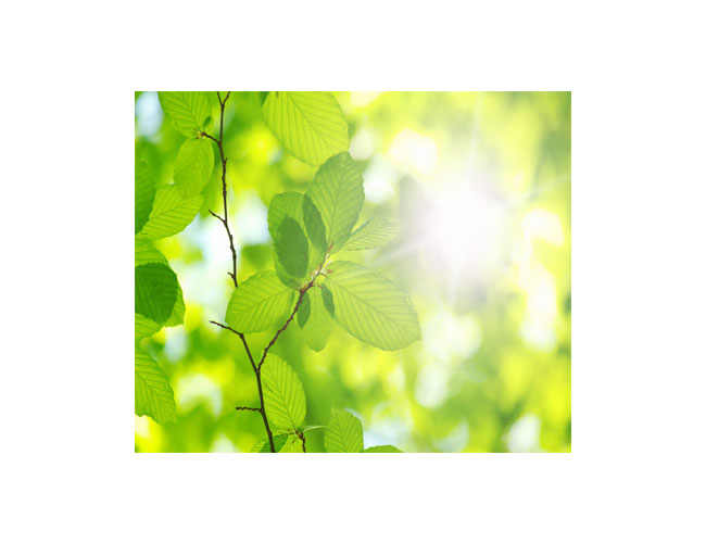 فتوسنتز گیاهان - Photosynthesis
