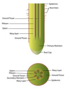 ریشه اصلی - آناتومی گیاه - taproot plant anatomy