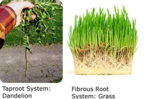 ریشه اصلی - آناتومی گیاه - taproot plant anatomy