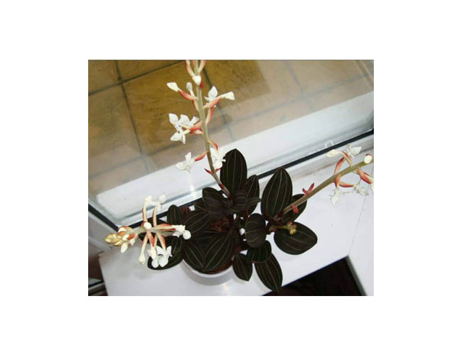نگهداری گل ارکیده جواهری - Orchid Houseplant