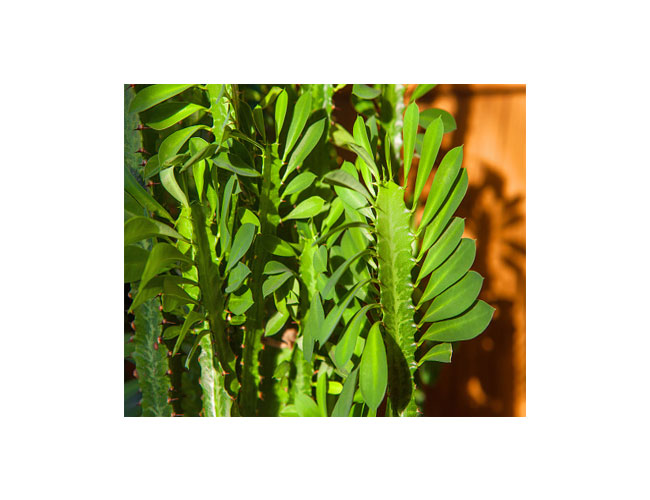 نگهداری افوربیا تریگونا - Euphorbia trigona