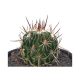 نگهداری کاکتوس اچینو فوسالو - echino fossulo cactus
