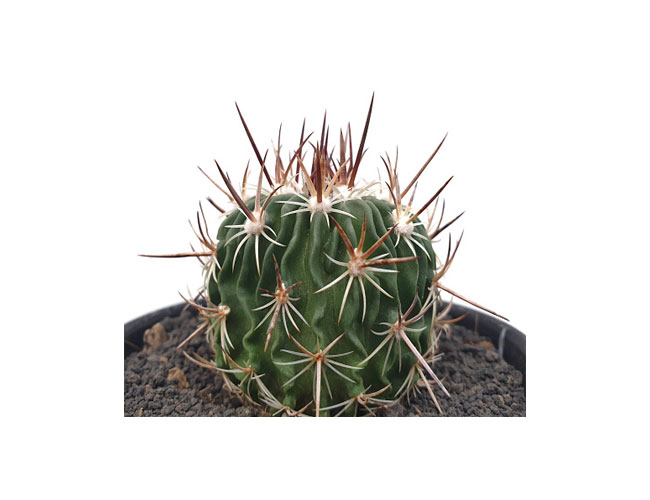 نگهداری کاکتوس اچینو فوسالو - echino fossulo cactus