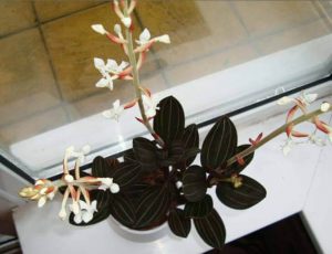 نگهداری گل ارکیده جواهری - Orchid Houseplant 