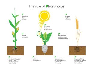 نقش فسفر برای گیاهان
